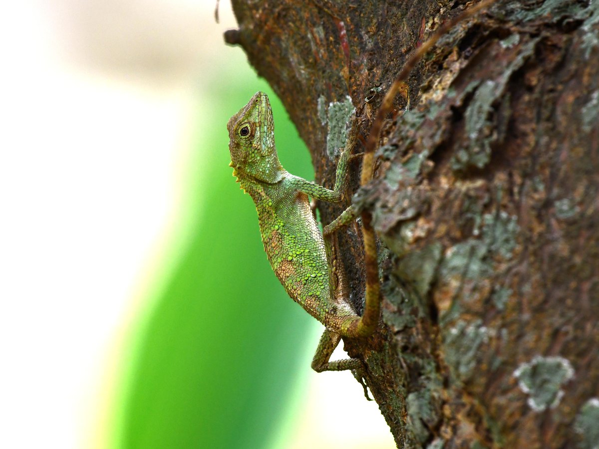 #57:
          Okinawa Tree Lizard, Okinawa.
          f/ at mm - Shutter Speed: - ISO: